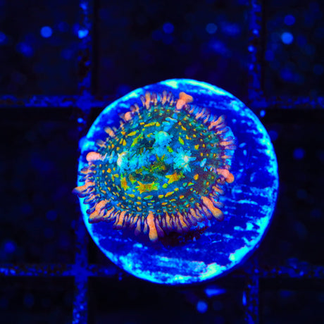 TSA Tie Dye Rhodactis Mushroom Coral