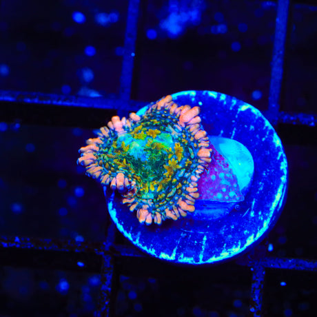 TSA Tie Dye Rhodactis Mushroom Coral