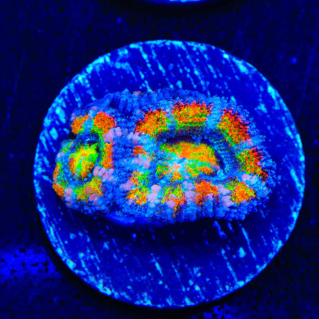 TSA Toucan Sam Acan Coral