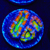 TSA Toucan Sam Acan Coral