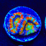 TSA Toucan Sam Acan Coral