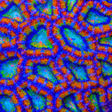 TSA Toucan Sam Acan Coral