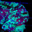 TSA Toxic Avenger Pectinia Coral