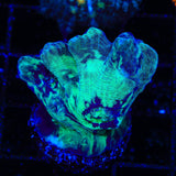 TSA Toxic Avenger Pectinia Coral