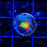 TSA Toxic Blueberry Echinata Coral