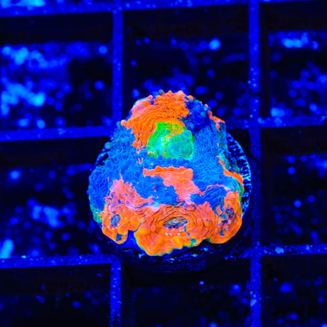 TSA Toxic Blueberry Echinata Coral