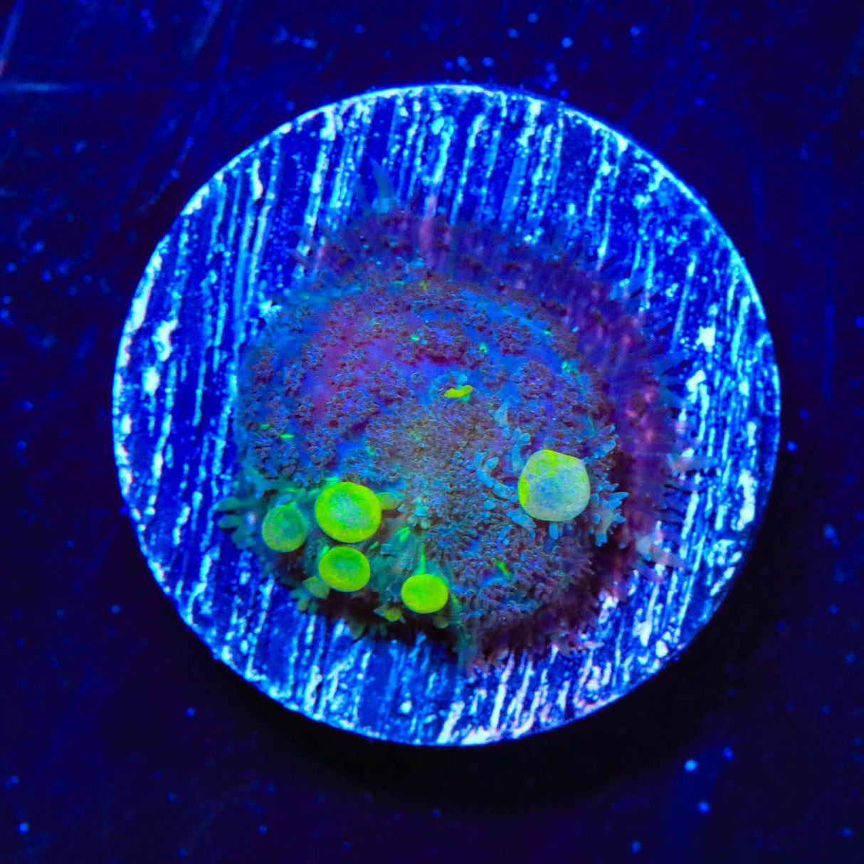 TSA Toxic Bounce Mushroom Coral