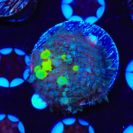 TSA Toxic Bounce Mushroom Coral