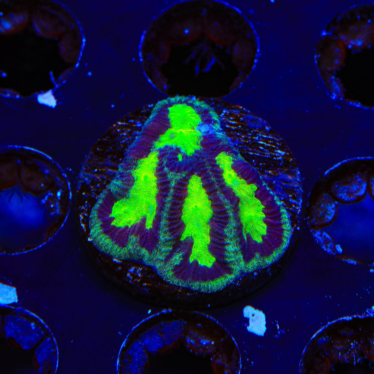 TSA Toxic Drip Favia Coral