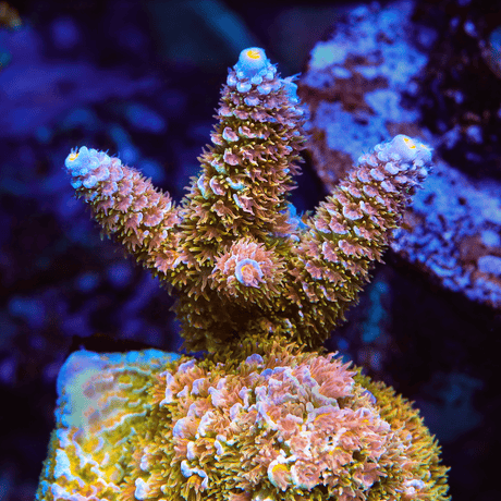 TSA Train Wreck Tenuis Acropora Coral