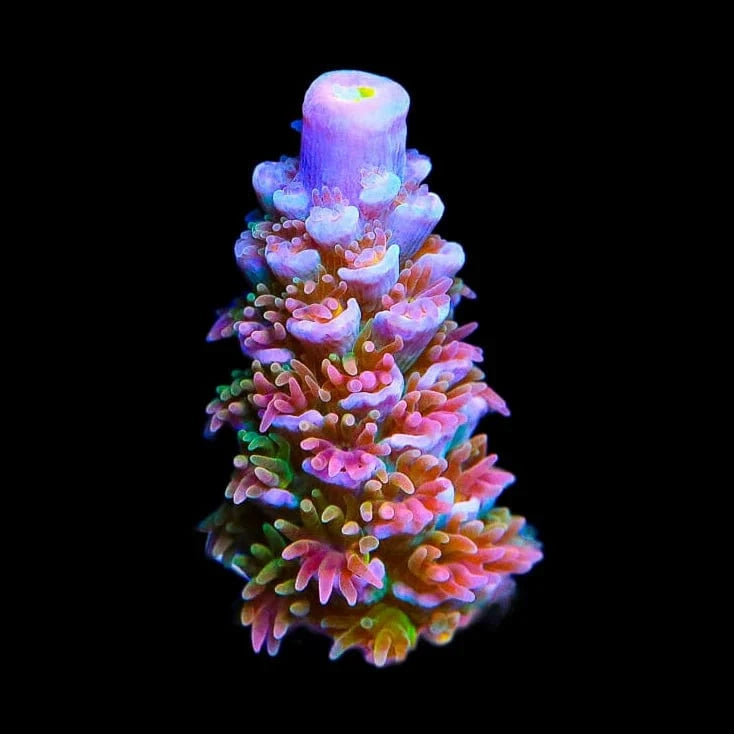 TSA Trainwreck Acropora Coral