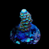 TSA Trainwreck Acropora Coral