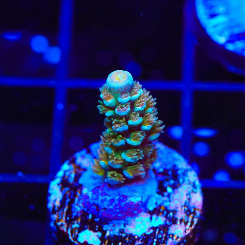TSA Trainwreck Acropora Coral