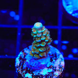TSA Trainwreck Acropora Coral
