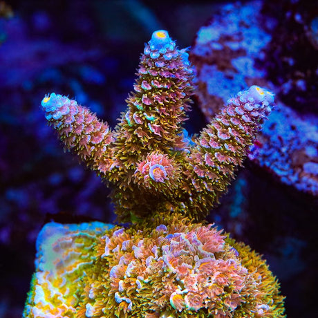 TSA Trainwreck Acropora Coral