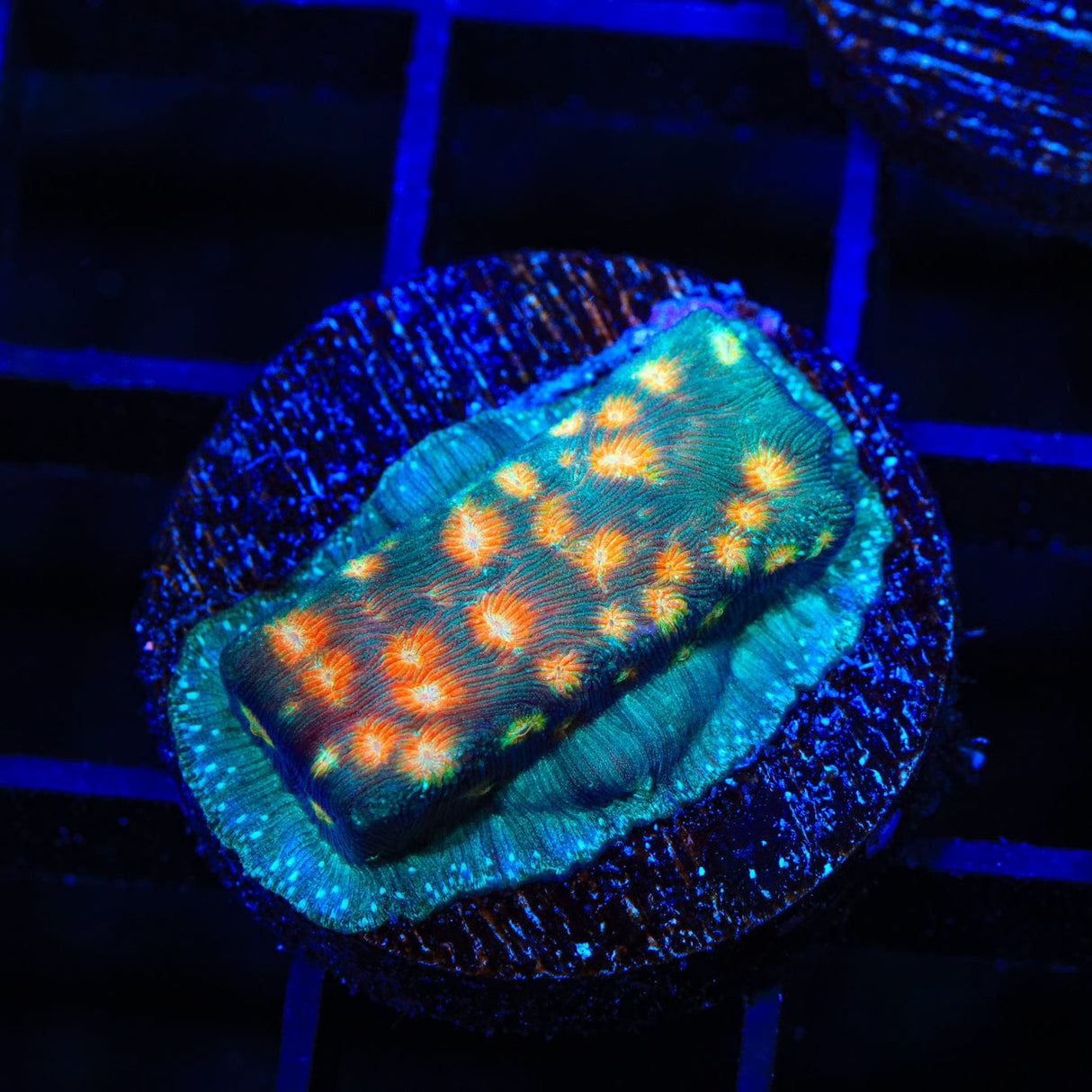 TSA Treasure Island Leptoseris Coral