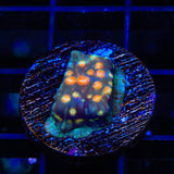 TSA Treasure Island Leptoseris Coral