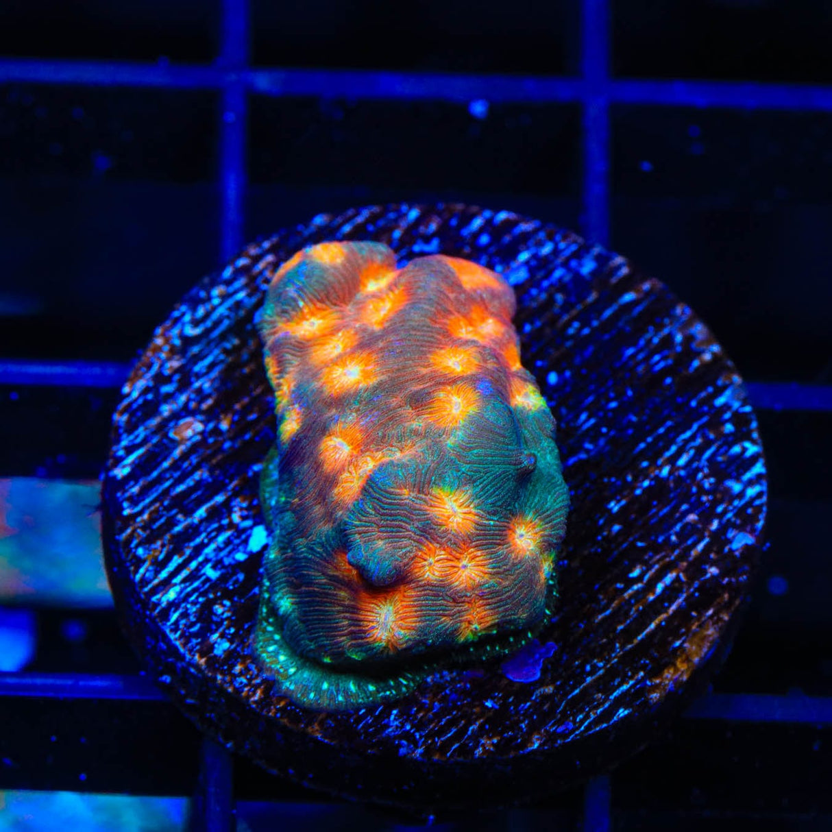 TSA Treasure Island Leptoseris Coral
