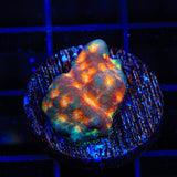 TSA Treasure Island Leptoseris Coral