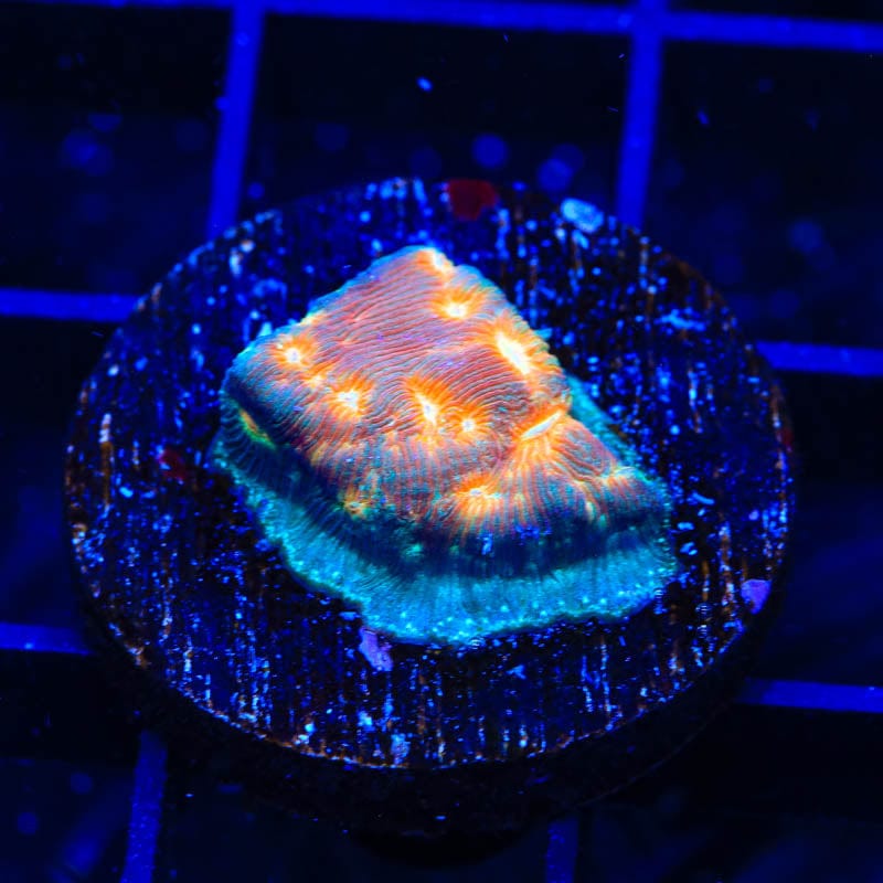 TSA Treasure Island Leptoseris Coral