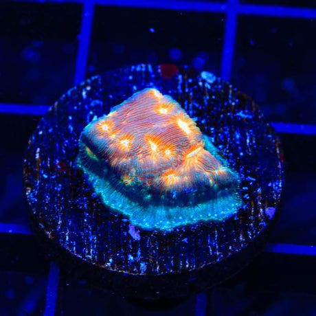 TSA Treasure Island Leptoseris Coral