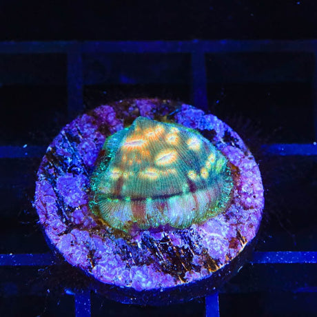 TSA Treasure Island Leptoseris Coral