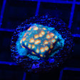 TSA Treasure Island Leptoseris Coral