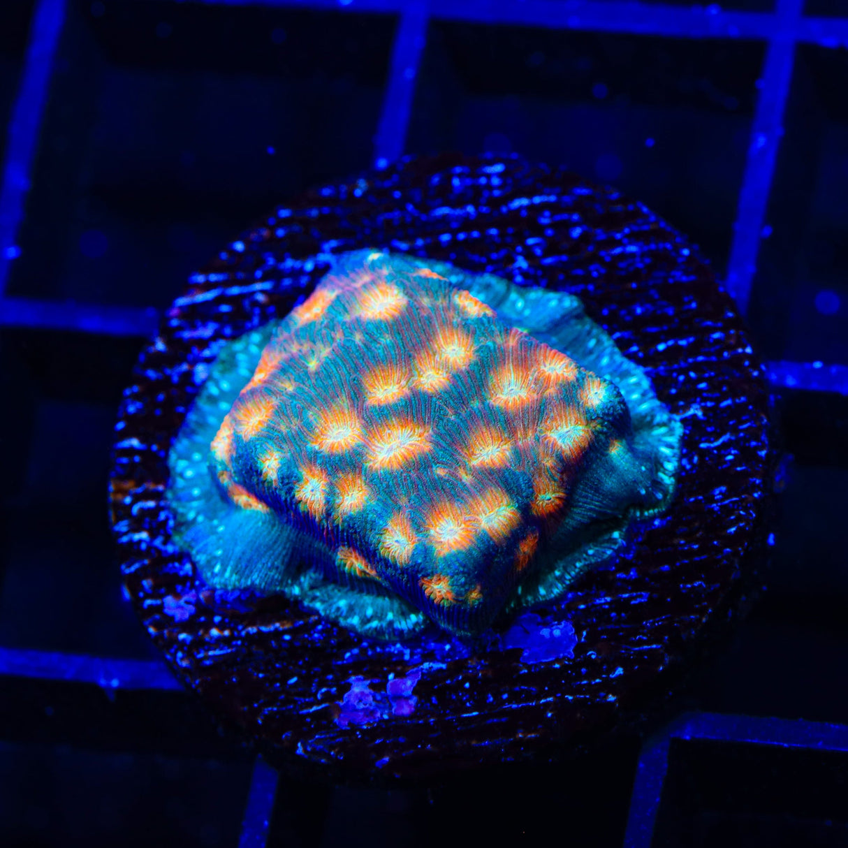 TSA Treasure Island Leptoseris Coral