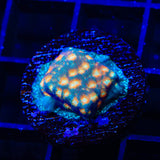 TSA Treasure Island Leptoseris Coral