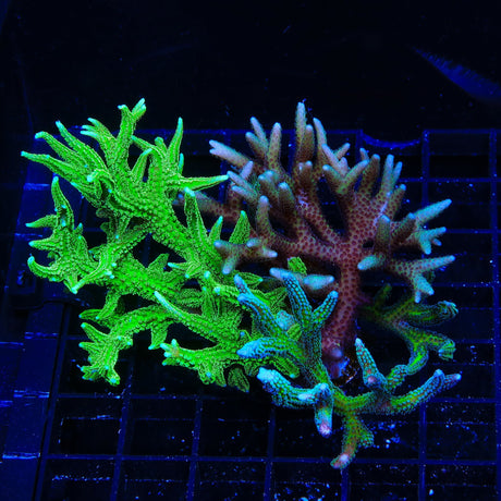 TSA Triple Birdsnest Colony Coral