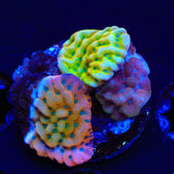 TSA Triple Montipora Combo Coral