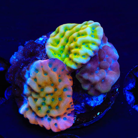 TSA Triple Montipora Combo Coral