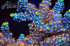 TSA Triple Sec Acropora Coral