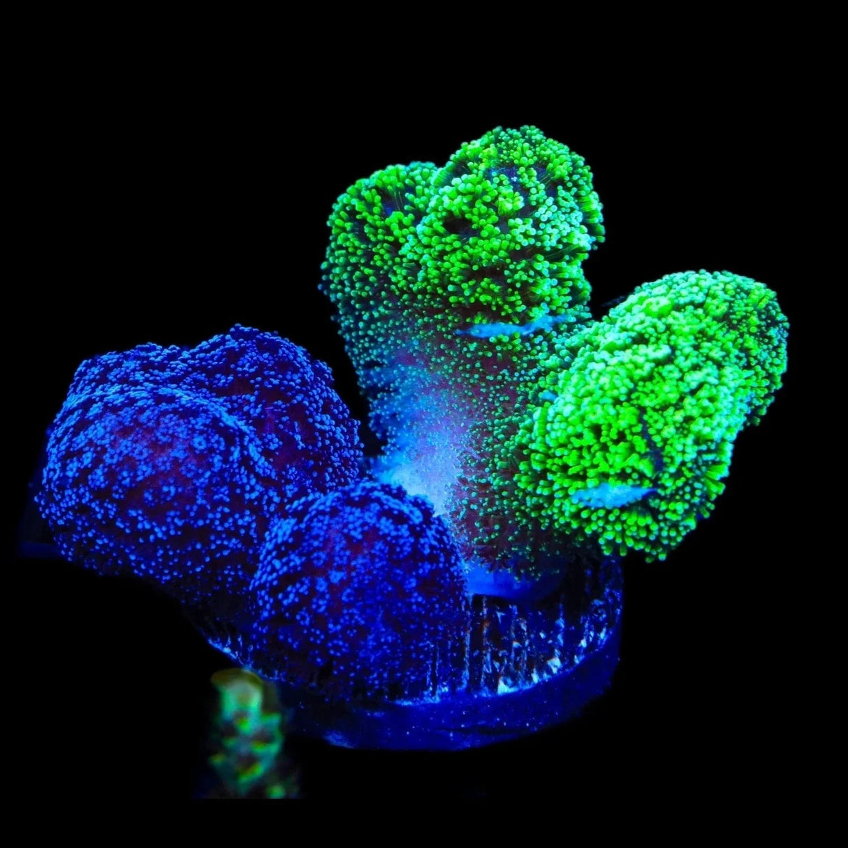 TSA Triple Threat Stylophora Coral