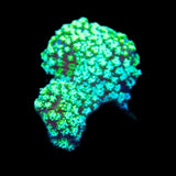 TSA Triple Threat Stylophora Coral