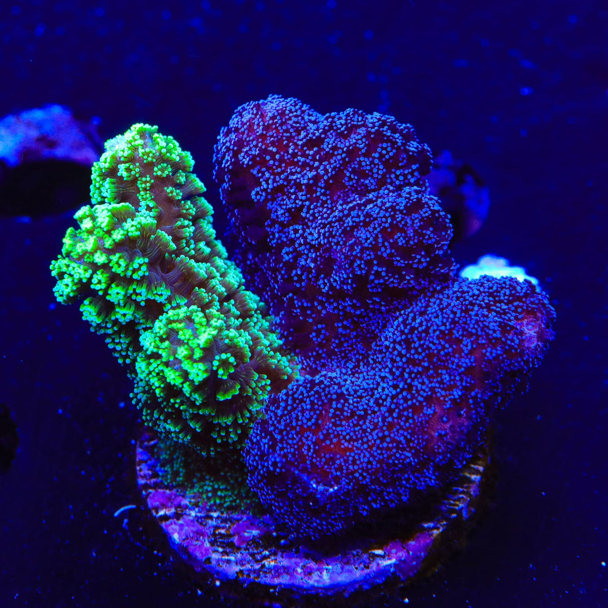 TSA Triple Threat Stylophora Coral