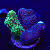 TSA Triple Threat Stylophora Coral