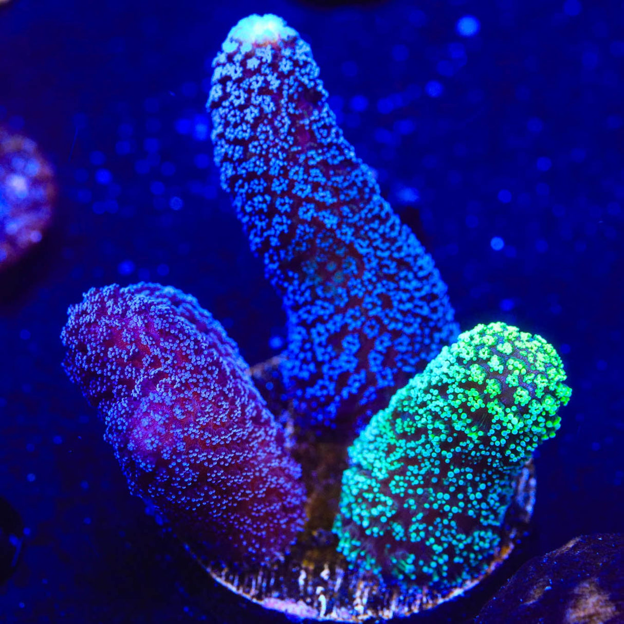 TSA Triple Threat Stylophora Coral