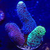 TSA Triple Threat Stylophora Coral
