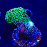 TSA Triple Threat Stylophora Coral