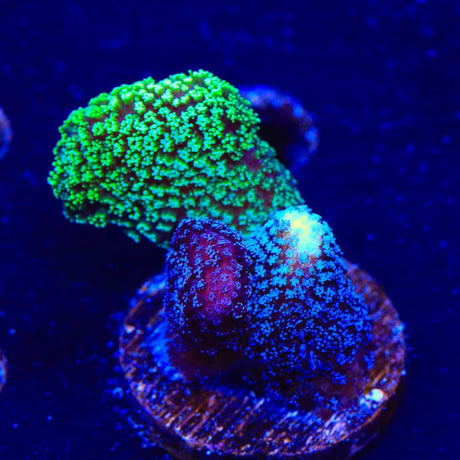 TSA Triple Threat Stylophora Coral
