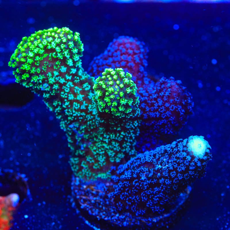 TSA Triple Threat Stylophora Coral