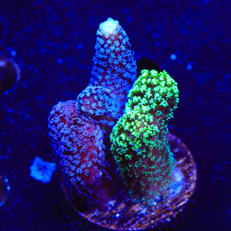 TSA Triple Threat Stylophora Coral