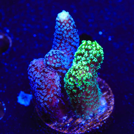 TSA Triple Threat Stylophora Coral
