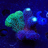 TSA Triple Threat Stylophora Coral