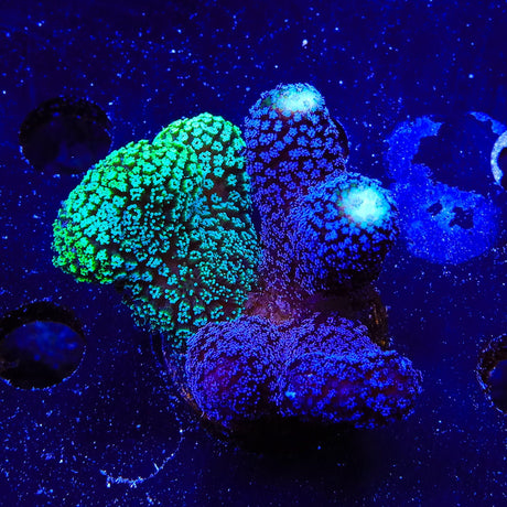 TSA Triple Threat Stylophora Coral