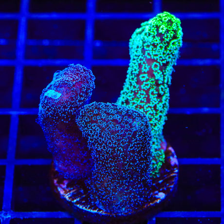 TSA Triple Threat Stylophora Coral