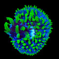 TSA Troll Doll Aquacultured Plate Coral