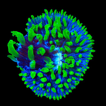 TSA Troll Doll Aquacultured Plate Coral