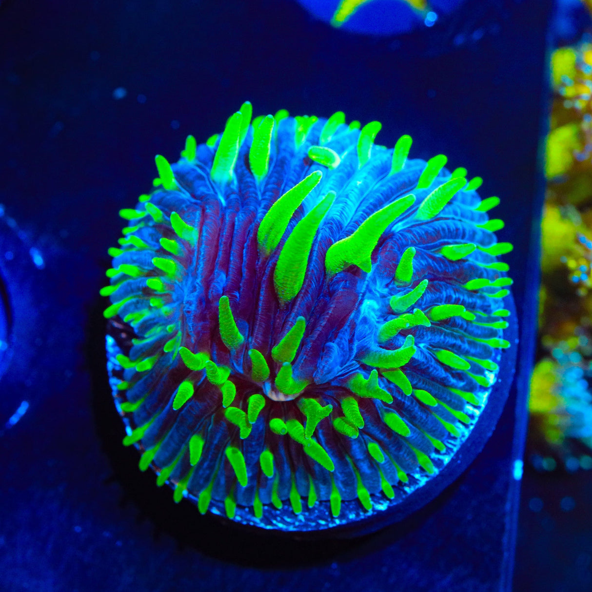 TSA Troll Doll Aquacultured Plate Coral